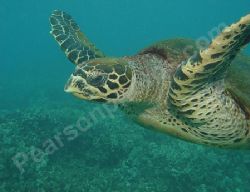Hawaii Turtle/ Sony F707 by Dan Pearson 